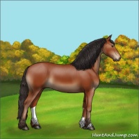 Horse Color:Brown 