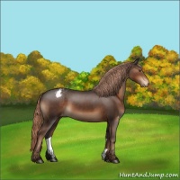 Horse Color:Liver Chestnut Appaloosa 