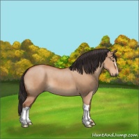 Horse Color:Bay Dun