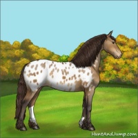 Horse Color:Buckskin Dun Blanket 