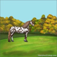 Horse Color:Liver Chestnut Appaloosa 