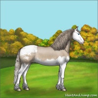 Horse Color:Liver Red Dun Splash Appaloosa