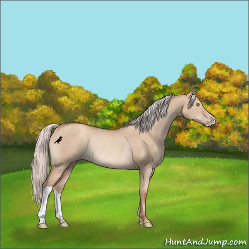 Horse Color:Silver Classic Champagne Dun Rabicano