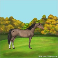 Horse Color:Liver Red Dun Appaloosa Rabicano 