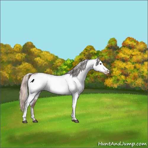 Horse Color:White Spotted Silver Brown Dun Appaloosa Rabicano 
