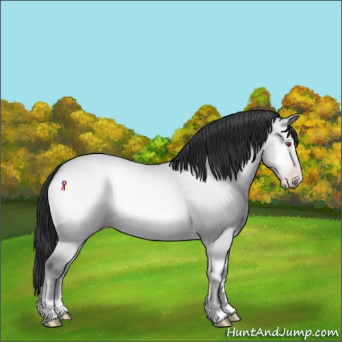 Horse Color:Amber Champagne Chinchilla Onyx 