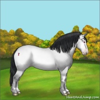 Horse Color:Amber Champagne Chinchilla Onyx 