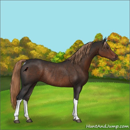 Horse Color:Liver Chestnut Rabicano 