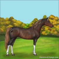 Horse Color:Liver Chestnut Rabicano 