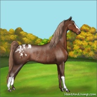Horse Color:Liver Chestnut Varnish Rabicano 