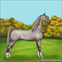 Horse Color:Silver Grullo Roan Rabicano 