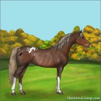 Horse Color:Liver Chestnut Varnish Rabicano 