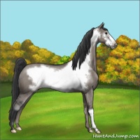 Horse Color:Grullo Frame Appaloosa Rabicano 