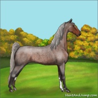 Horse Color:Silver Brown Roan