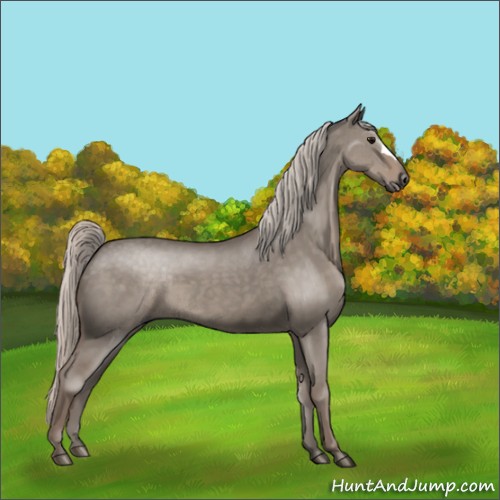 Horse Color:Silver Grullo 