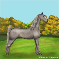 Horse Color:Silver Grullo 