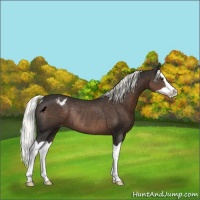 Horse Color:Liver Chestnut Splash Appaloosa Rabicano