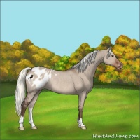 Horse Color:Liver Red Dun Appaloosa Rabicano 