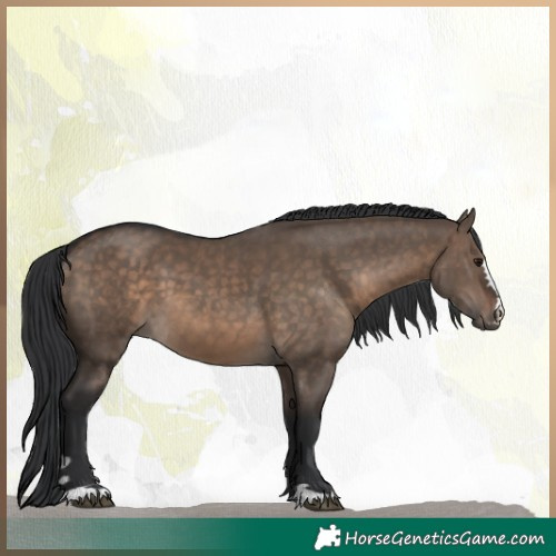 Horse Color:Brown Dun 