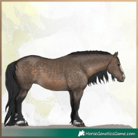 Horse Color:Brown Dun 