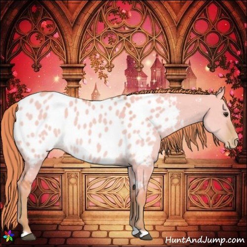 Horse Color:Watercolor Red Dun Appaloosa 