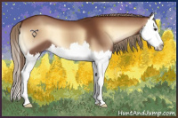 Horse Color:Red Onyx Splash 