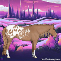Horse Color:Red Roan Appaloosa 