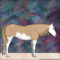 Horse Color:Red Dun Splash 