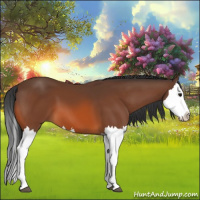 Horse Color:Bay Splash 