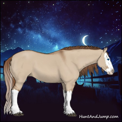 Horse Color:Red Dun Splash 