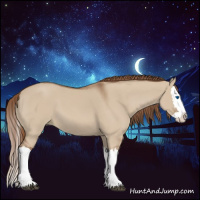 Horse Color:Red Dun Splash 