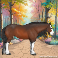 Horse Color:Bay Splash 