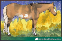 Horse Color:Palomino Sabino  and Buckskin Sabino Splash Frame 