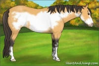 Horse Color:Buckskin Sabino Frame 