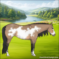 Horse Color:Bay Dun Sabino Frame 