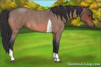 Horse Color:Bay Roan Tobiano