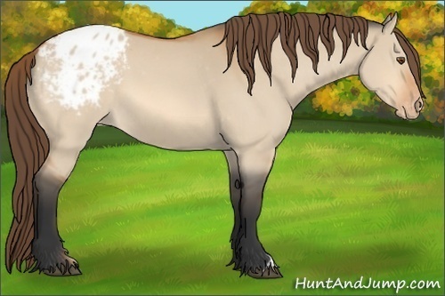 Horse Color:Bay Dun Appaloosa 
