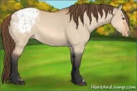 Horse Color:Bay Dun Appaloosa 