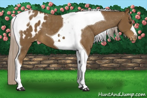 Horse Color:Chocolate Palomino Tobiano Blanket 