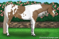 Horse Color:Chocolate Palomino Tobiano Blanket 