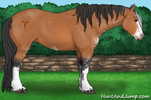 Horse Color:Bay Sabino