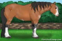 Horse Color:Bay Sabino 