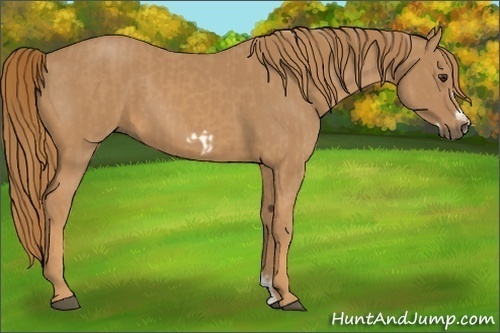 Horse Color:Chestnut and Chestnut Frame