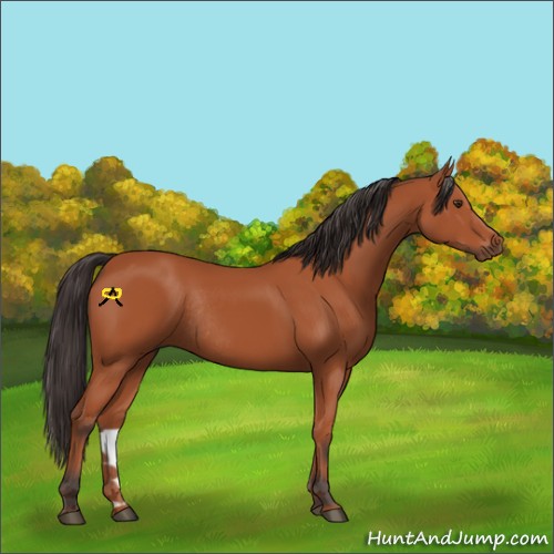 Horse Color:Bay Rabicano 