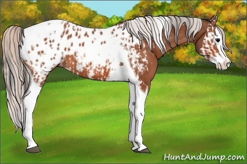 Horse Color:Bay Splash Tobiano Appaloosa  and Silver Bay Splash Tobiano Appaloosa 