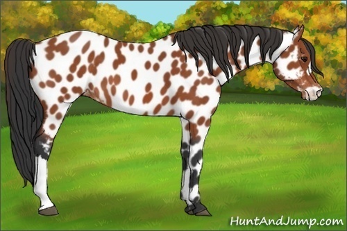 Horse Color:Bay Near Leopard