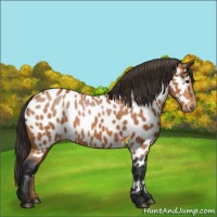 Horse Color:Bay Appaloosa 