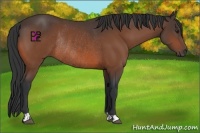 Horse Color:Brown Rabicano and Brown Rabicano
