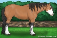 Horse Color:Bay Sabino 