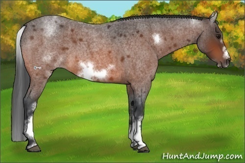 Horse Color:White Spotted Bay Roan Frame